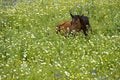 Horse hiding in tall grass