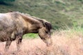 A horse between the high flowering grass