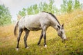 Horse on Hill Side