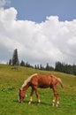 Horse on a hillside.