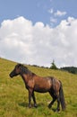 Horse on a hillside