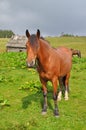 Horse on a hillside.