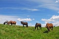 Horse on a hillside Royalty Free Stock Photo