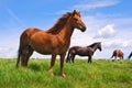 Horse on a hillside