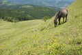Horse and hillside