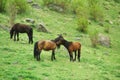 The horse on the hillside