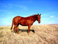 Horse on Hilltop Royalty Free Stock Photo