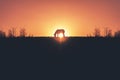 Golden Sunset Horse Silhouette