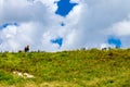 Horse on a hilltop. Dargaville New Zealand