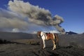 Horse for Hire at Mount Bromo Royalty Free Stock Photo