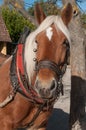 horse hitched to a cart in alsatian village