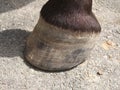 Horse hoof