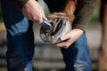 horse hoof cleaning and scrape out hooves Royalty Free Stock Photo