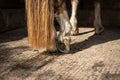 Horse hoof Royalty Free Stock Photo