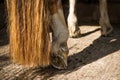 Horse hoof Royalty Free Stock Photo