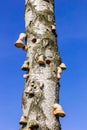 Horse hoof fungus (fomes fomentarius) on a birch tree in Drents Friese Wold Royalty Free Stock Photo