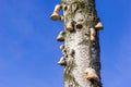Horse hoof fungus (fomes fomentarius) on a birch tree in Drents Friese Wold Royalty Free Stock Photo