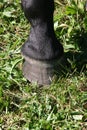 Horse hoof in the grass Royalty Free Stock Photo