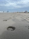 Horse hoof print in the sand on the beach Royalty Free Stock Photo