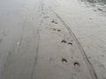 Horse hoof print in the sand on the beach Royalty Free Stock Photo