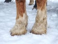 Horse hoof in snow in winter paddock