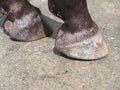 Horse hooves Royalty Free Stock Photo