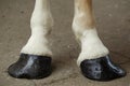 Horse Hooves Royalty Free Stock Photo
