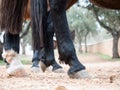 Horse hooves close up Royalty Free Stock Photo