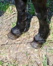 Horse hooves Royalty Free Stock Photo