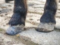 Horse hooves after farrier care. Smith finnished Royalty Free Stock Photo