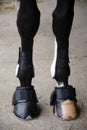 Horse hooves of front legs close up Royalty Free Stock Photo