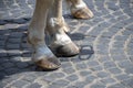 Horse hooves are lined with horseshoes, metal nails are visible, the city pavement.