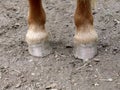 Horse hooves in sand Royalty Free Stock Photo