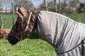 Horse with horse fly sheet and mask for protection against insects