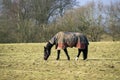 Horse with horsecloth Royalty Free Stock Photo