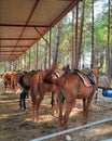 Horse horseriding horsephotography