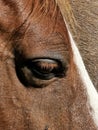 Horse horses eye country head face Royalty Free Stock Photo