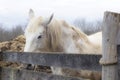 Horse Royalty Free Stock Photo