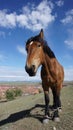 Horse Royalty Free Stock Photo