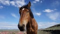 Horse Royalty Free Stock Photo