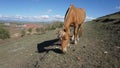 Horse Royalty Free Stock Photo