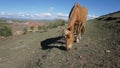 Horse Royalty Free Stock Photo