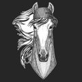 Horse, hoss, knight, steed, courser Cool pirate, seaman, seawolf, sailor, biker animal for tattoo, t-shirt, emblem