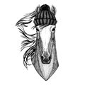 Horse, hoss, knight, steed, courser Cool animal wearing knitted winter hat. Warm headdress beanie Christmas cap for