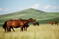 Horse on The Hulun Buir Plain Royalty Free Stock Photo