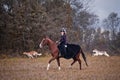 Horse-hunting with ladies in riding habit