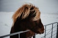 A horse in iceland Royalty Free Stock Photo