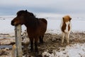 Horse Iceland