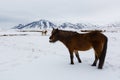 Horse Iceland Royalty Free Stock Photo