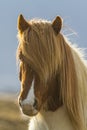 Horse Royalty Free Stock Photo